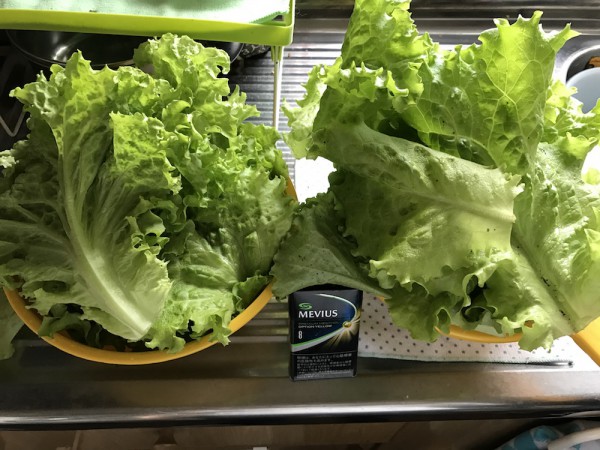 収穫後